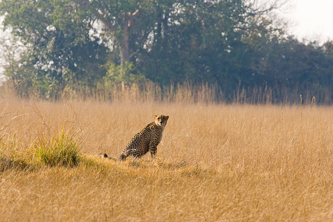 Cheetah on the plain