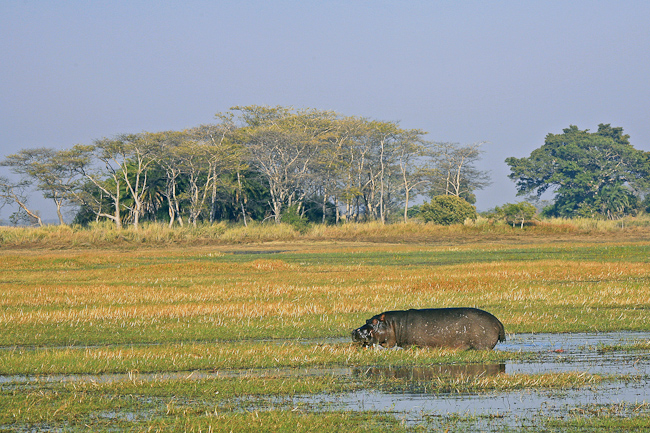 Hippo walking through the floodplain
