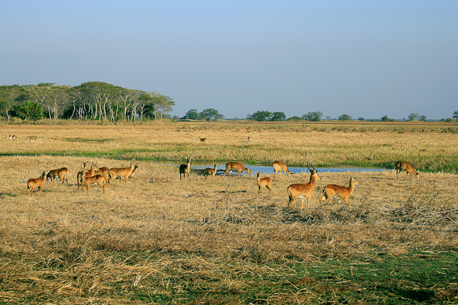 Puku antelopes on the plain