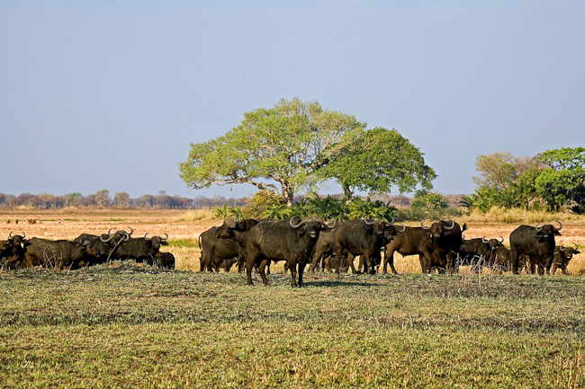 Buffalo herd at Kapinga