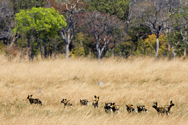 African Wild Dogs on the plain