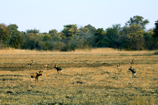 Wild Dogs on the hunt at Kapinga
