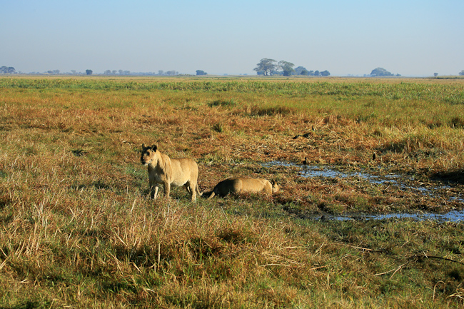 Lionesses at Kapinga