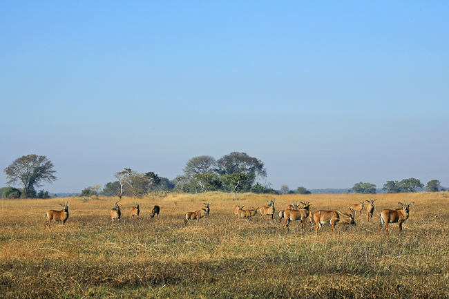 Roan antelopes at Kapinga