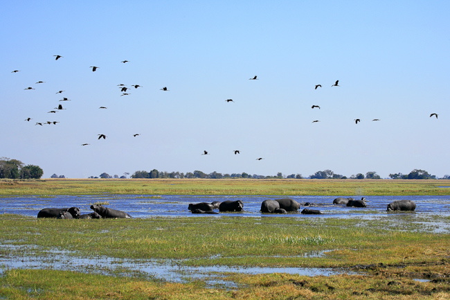 Hippos in the floodwater at Kapinga