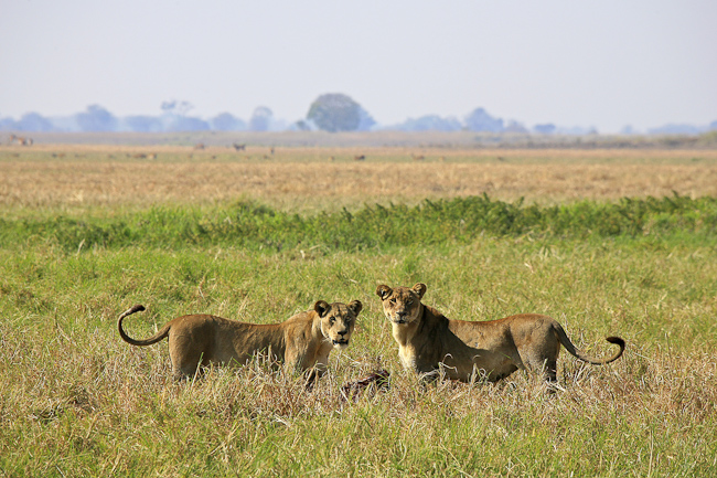 Lionesses with a frsh kill