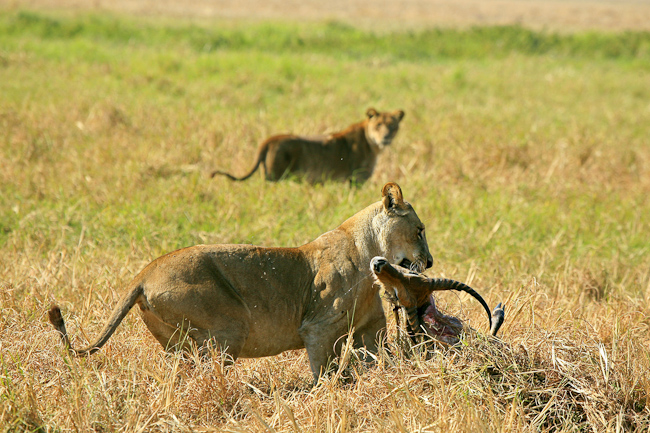 Lioness moving her kill