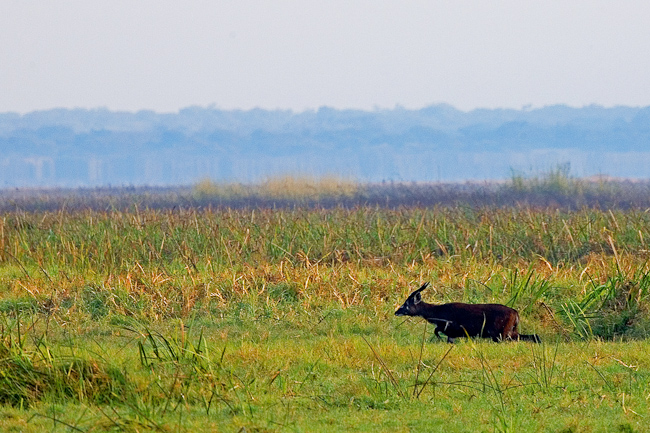 Male Sitatunga antelope in the dambo