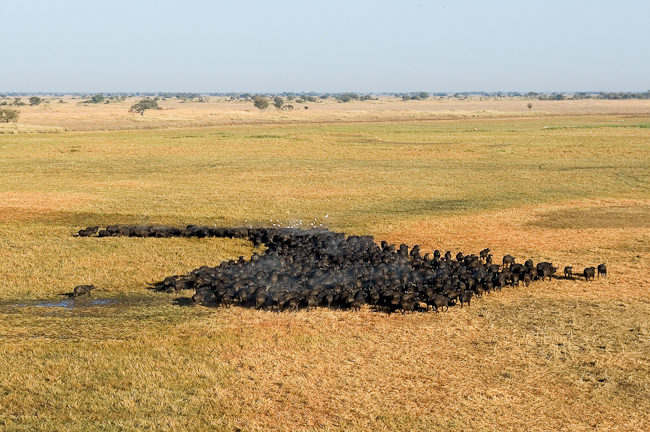 Buffalo herd on the plain at Kapinga