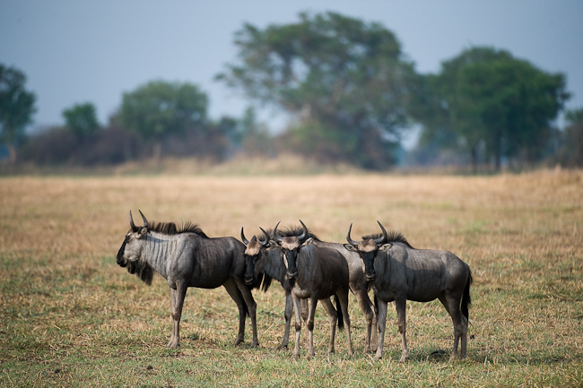Wildebeests at Kapinga