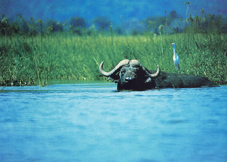 Buffalo bull cooling off, Zambezi River - Lower Zambezi National Park, Zambia