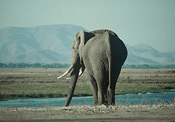 An elephant drinking along the Zambezi river, Zambia