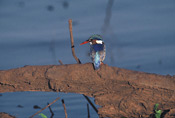 Malachite Kingfisher along the Zambezi river, Kulefu Camp