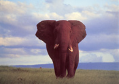 A superb bull elephant in the Lower Zambezi, Zambia