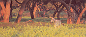 A lone zebra among lovely Albida trees, Lower Zambezi