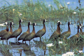 Whitefaced Ducks at Lechwe Plains Camp, Zambia