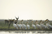 Kafue Lechwe and White Pelicans, Lechwe Plains