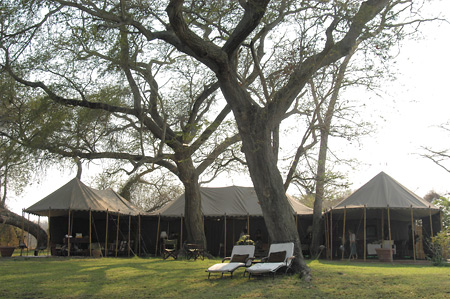 Lechwe Plains Camp is set under shady acacia trees