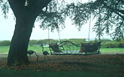 Peaceful grounds and tree swing at Lechwe Plains Camp