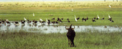 Wildebeest, Spurwinged Geese and Egrets, Kafue Flats, Zambia
