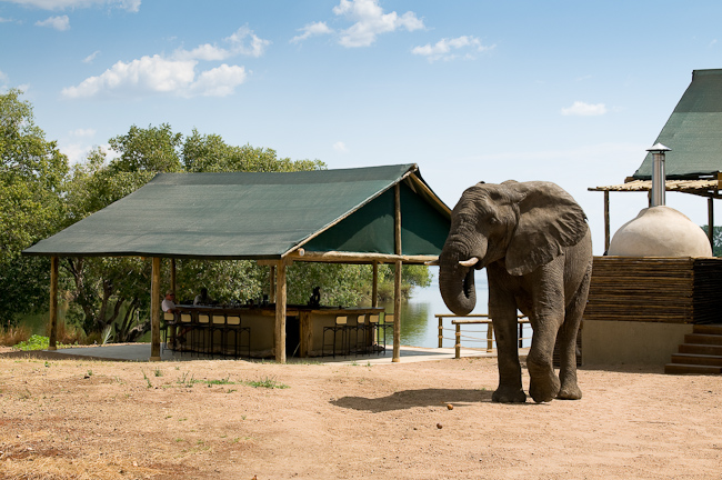 Elephant visiting the camp