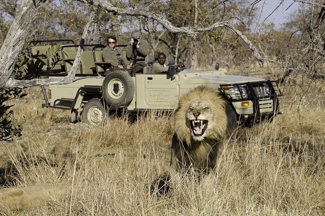 Lion and game drive at Lufupa River