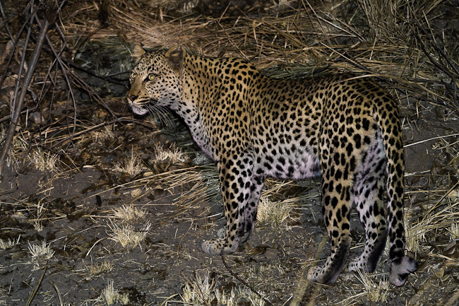 Leopard at Lufupa River
