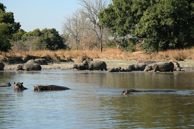 Hippos along the Lufupa river