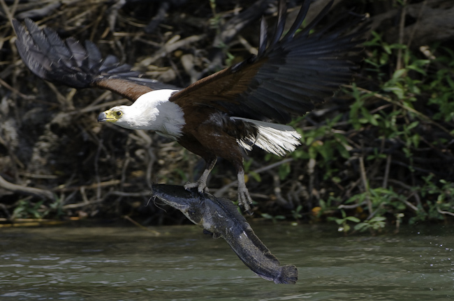 African Fish-eagle with a catfish