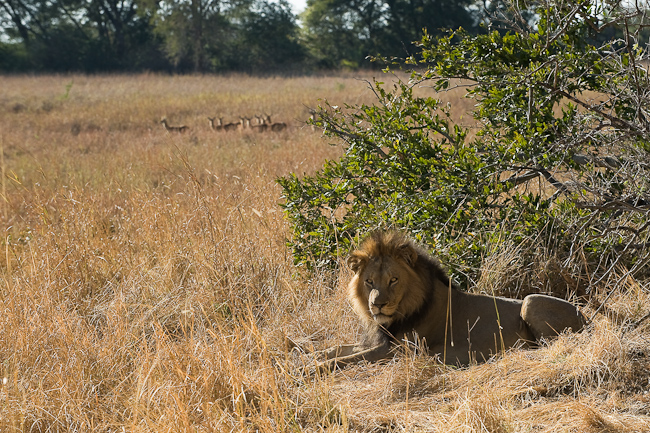 Male lion at Lufupa