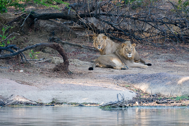 Male lions on the river bank