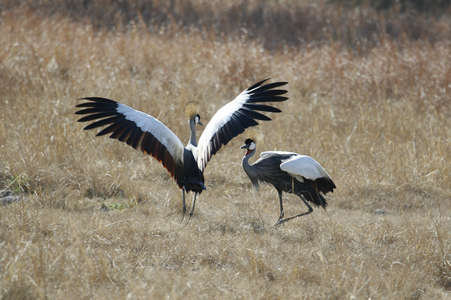 Dance of the Grey Crowned Cranes