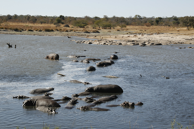 Hippos in the river and Impalas on the bank