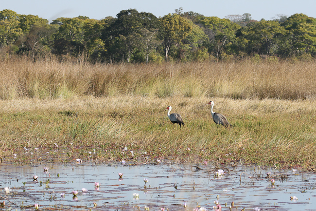Wattled Cranes at Lufupa