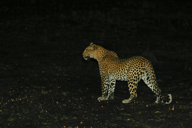 Leopard on the prowl at Lufupa