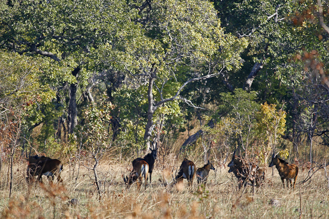 Sable antelopes in the miombo woodland