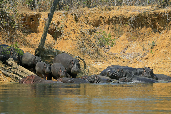 Hippos entering the river