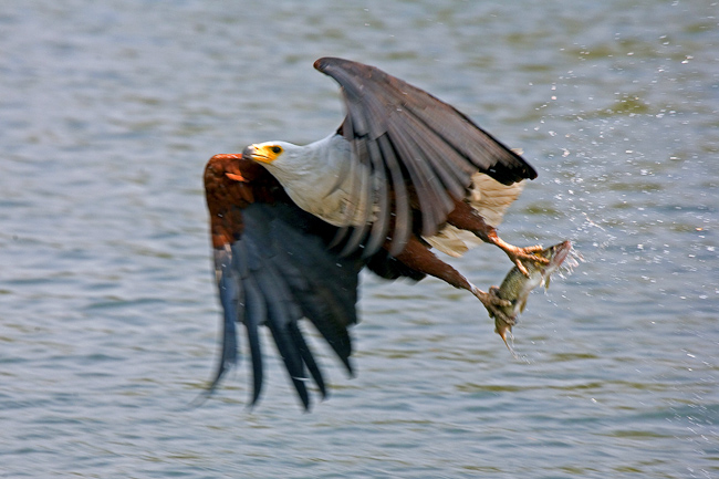 African Fish-eagle with a catch