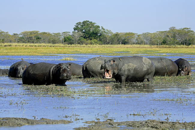 Hippos at Lunga River