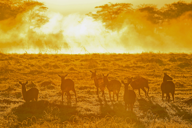 Puku antelopes at sunset