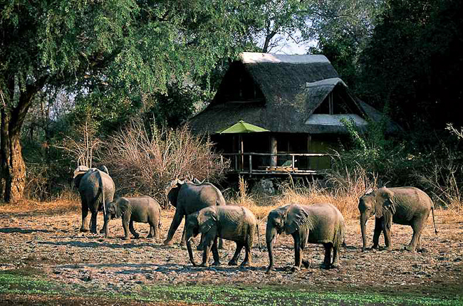 Elephants in front of the lodge