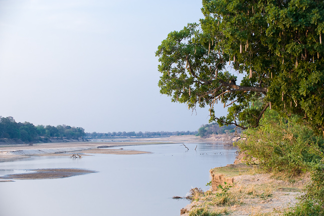 Luangwa river view