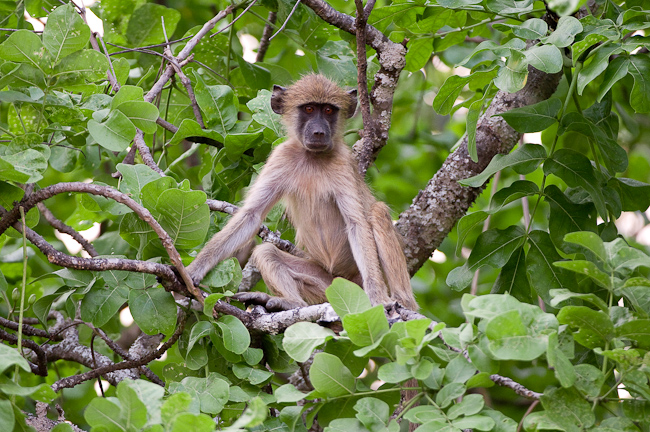 Yellow baboon youngster