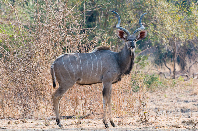 Lovely male Kudu