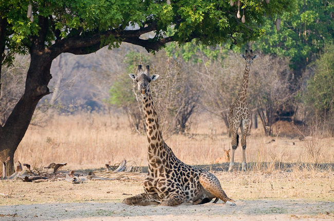 Thornycroft's giraffe sitting down