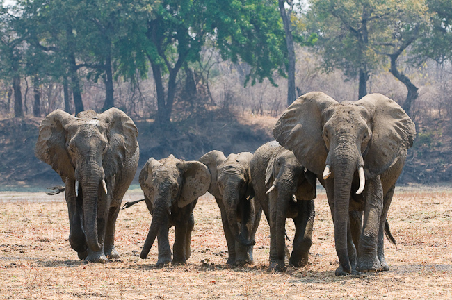 Elephants approaching
