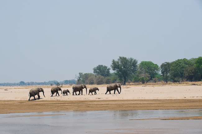 Elephant herd crosses the riverbed
