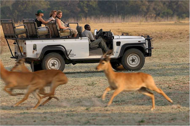 Racing Puku antelopes