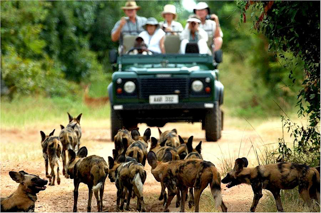 African Wild Dogs at Mfuwe