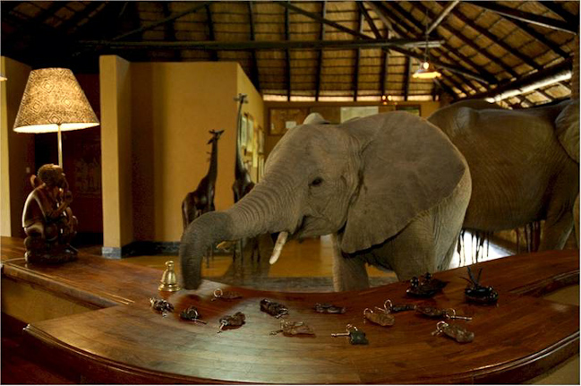Annual elephant migration through reception